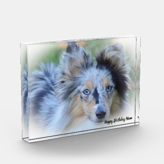 Shetland Sheep Dog Fotoblokken (Links)