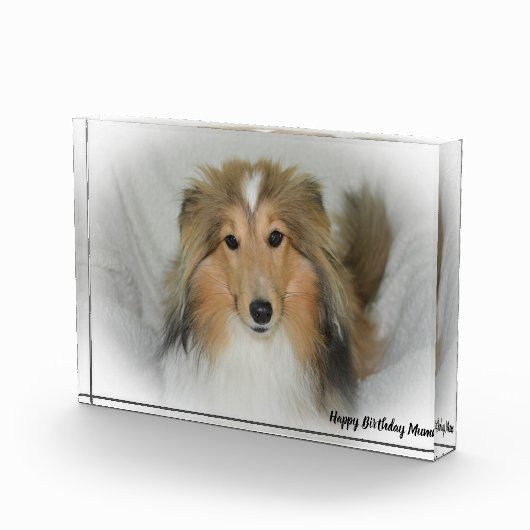 Shetland Sheep Dog Fotoblokken (Rechts)