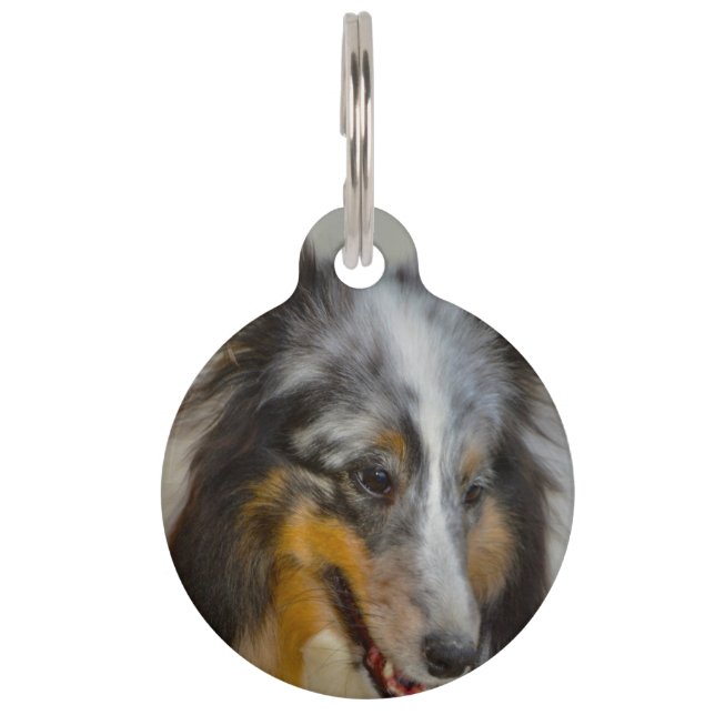 Shetland Sheep Dog. Huisdierpenning (Voorkant)