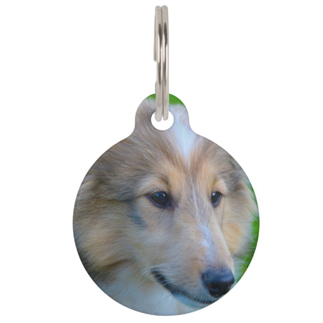 Shetland Sheep Dog. Huisdierpenning (Voorkant)