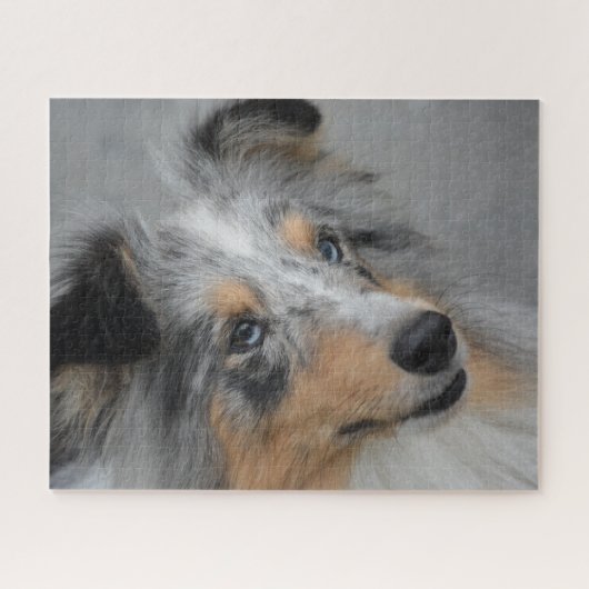 Shetland Sheep Dog Jigzaag. Legpuzzel (Horizontaal)
