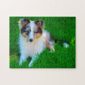 Shetland Sheep Dog Jigzaag. Legpuzzel (Horizontaal)
