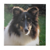Shetland Sheep Dog Tegeltje (Voorkant)