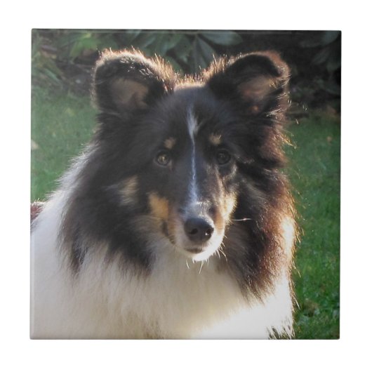 Shetland Sheep Dog Tegeltje (Voorkant)