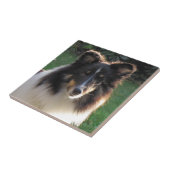 Shetland Sheep Dog Tegeltje (Zijkant)