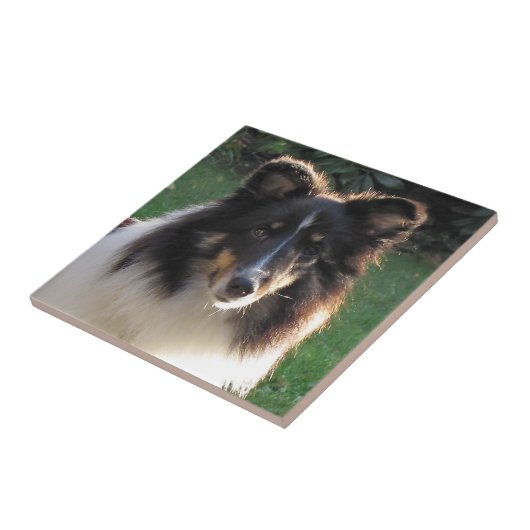 Shetland Sheep Dog Tegeltje (Zijkant)