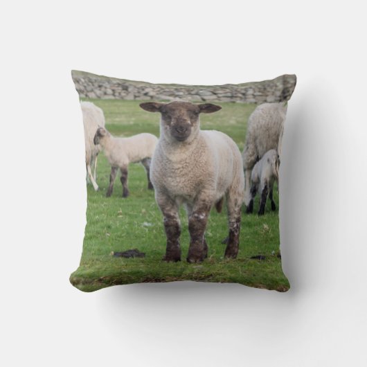 Shetland Sheep Kussen (Voorkant)