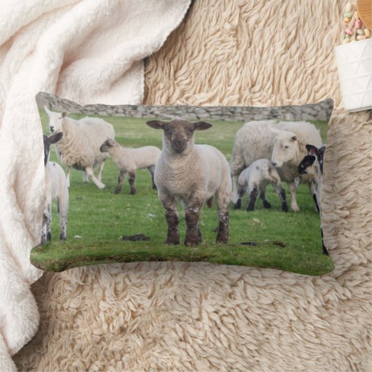 Shetland Sheep Kussen (Deken)