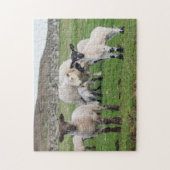 Shetland Sheep Legpuzzel (Verticaal)