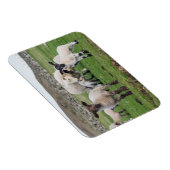 Shetland Sheep Magneet (Rechterzijde)