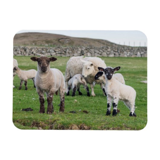 Shetland Sheep Magneet (Horizontaal)