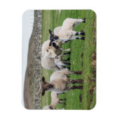 Shetland Sheep Magneet (Verticaal)