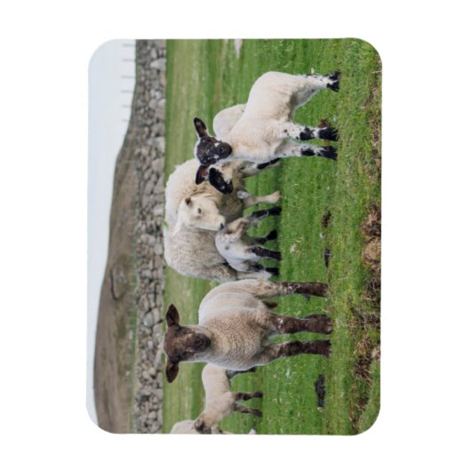Shetland Sheep Magneet (Verticaal)