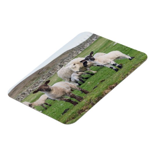 Shetland Sheep Magneet (Linkerzijde)