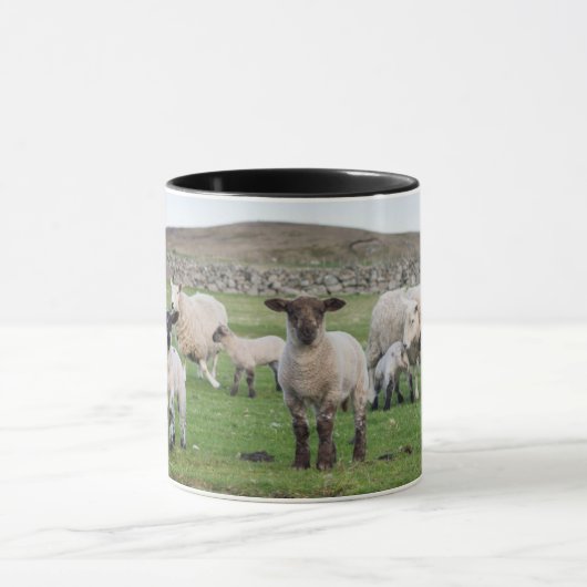 Shetland Sheep Mok (Midden)