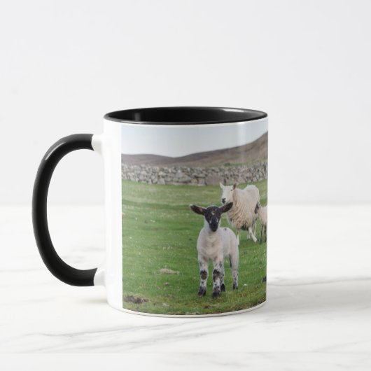 Shetland Sheep Mok (Links)