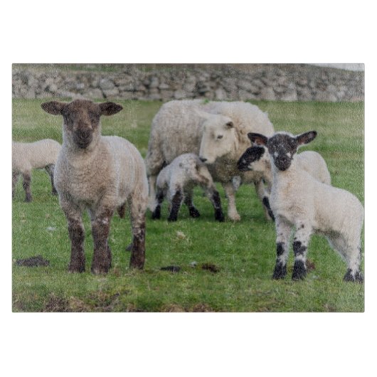 Shetland Sheep Snijplank (Voorkant)