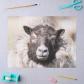 Shetland Sheep Tissuepapier (Craft)