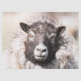 Shetland Sheep Tissuepapier