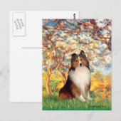 Shetland Sheepdog 1 - Lente Briefkaart (Voorkant / Achterkant)