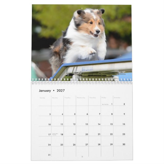 Shetland Sheepdog Agility Calendar Kalender (Jan 2027)