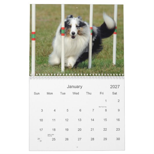 Shetland Sheepdog Agility Calendar Kalender (Jan 2027)