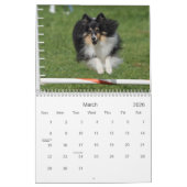 Shetland Sheepdog Agility Calendar Kalender (Mar 2026)