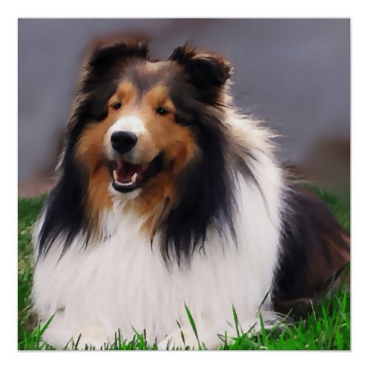 Shetland Sheepdog Art Perfect Poster (Voorkant)