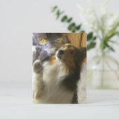 Shetland Sheepdog Bedelen Briefkaart (Staand voorkant)