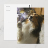 Shetland Sheepdog Bedelen Briefkaart (Voorkant / Achterkant)