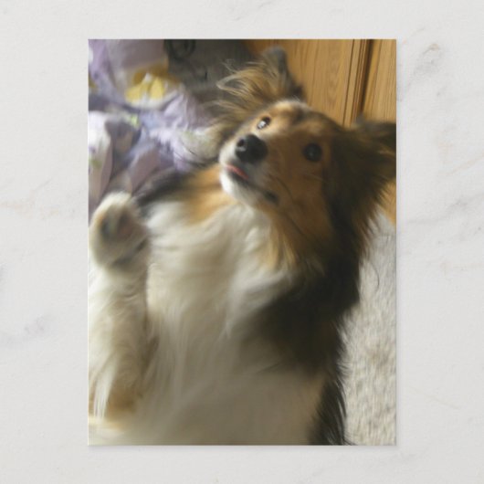 Shetland Sheepdog Bedelen Briefkaart (Voorkant)