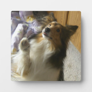 Shetland Sheepdog Bedelen Fotoplaat