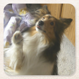 Shetland Sheepdog Bedelen Kartonnen Onderzetters