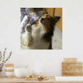 Shetland Sheepdog Bedelen Poster (Keuken)