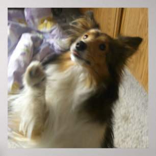Shetland Sheepdog Bedelen Poster