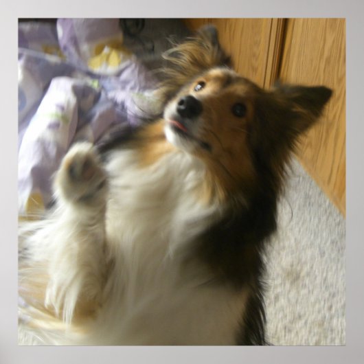 Shetland Sheepdog Bedelen Poster (Voorkant)
