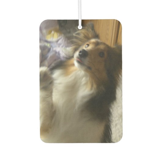 Shetland Sheepdog Begging Luchtverfrisser (Voorkant)