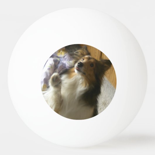 Shetland Sheepdog Begging Pingpongbal (Voorkant)