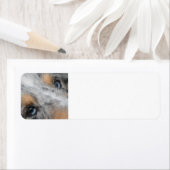 Shetland Sheepdog Blue Merle Eyes Etiket (Insitu)