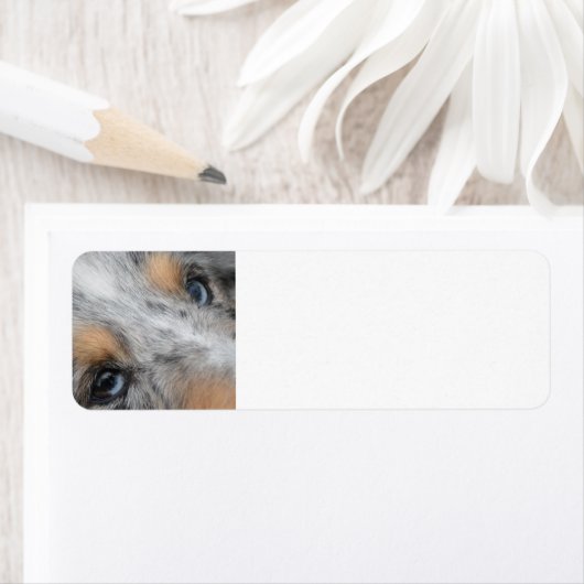 Shetland Sheepdog Blue Merle Eyes Etiket (Insitu)