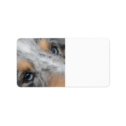 Shetland Sheepdog Blue Merle Eyes Etiket (Voorkant)