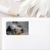 Shetland Sheepdog Blue Tri Etiket (Insitu)