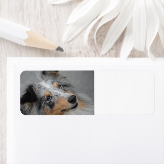 Shetland Sheepdog Blue Tri Etiket (Insitu)