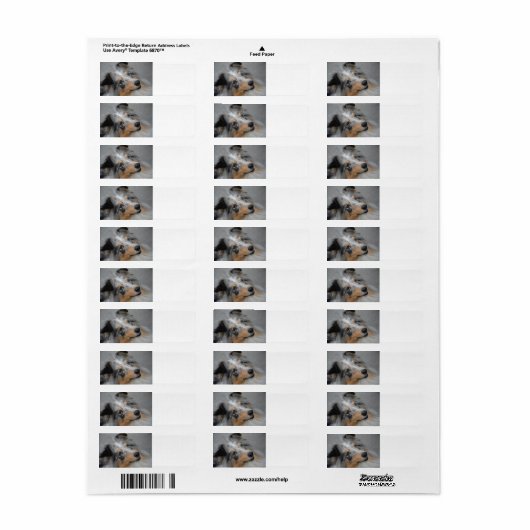 Shetland Sheepdog Blue Tri Etiket (Full Sheet)