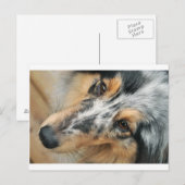Shetland Sheepdog Briefkaart (Voorkant / Achterkant)