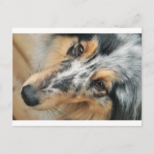 Shetland Sheepdog Briefkaart (Voorkant)