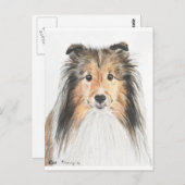 Shetland Sheepdog Briefkaart (Voorkant / Achterkant)