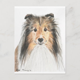 Shetland Sheepdog Briefkaart