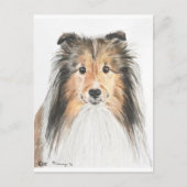 Shetland Sheepdog Briefkaart (Voorkant)