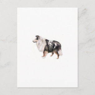 Shetland Sheepdog Briefkaart